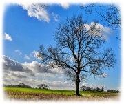 31st Jan 2025 - Tree And Clouds