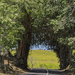 Tree Tunnel by cocokinetic
