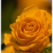 Rose by przemekm