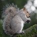 A happy squirrel with a nut by dragey74