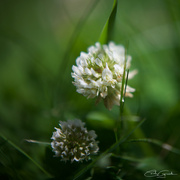 31st Jan 2025 - Clover and Grass