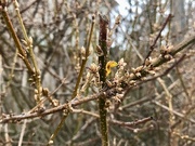 1st Feb 2025 - A Little Hint of Spring