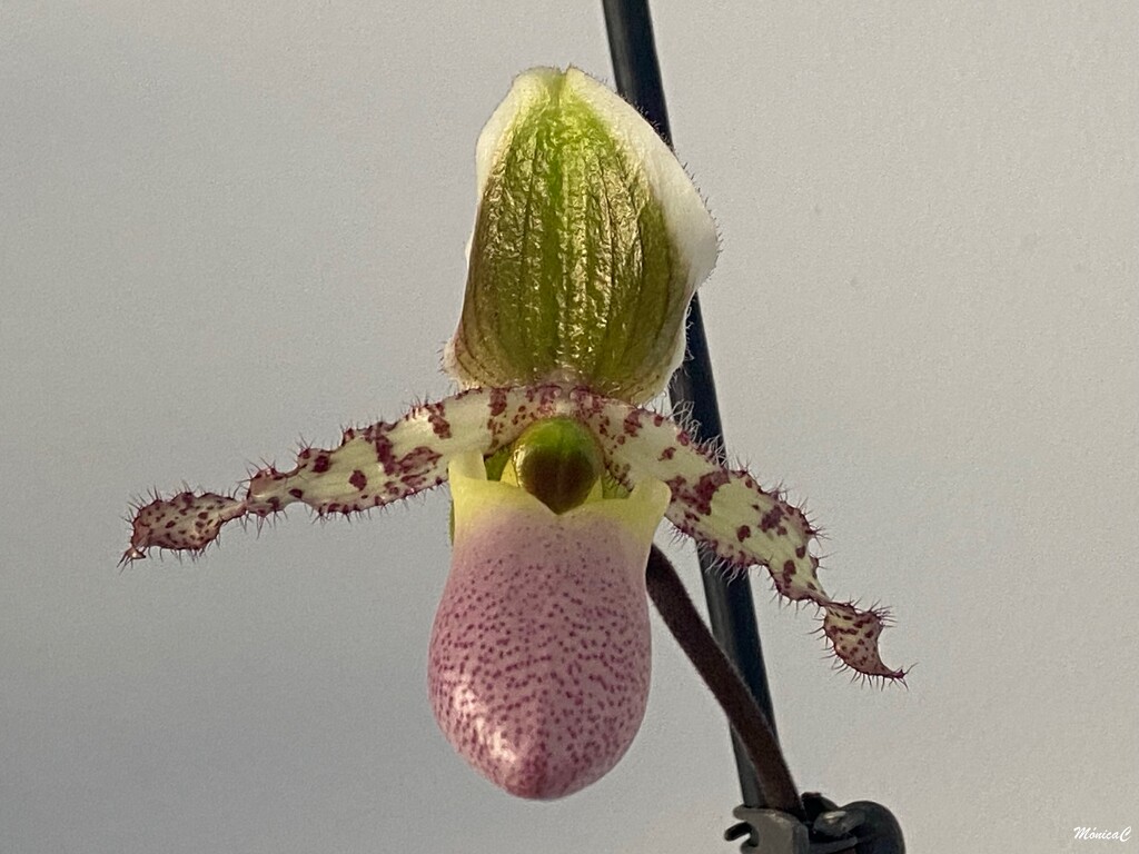 The first of many blooms by monicac