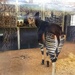 Okapi... 