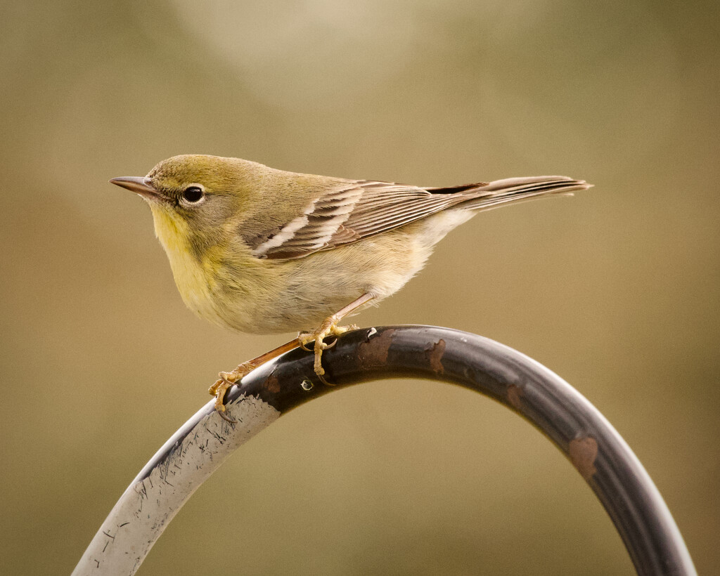 A warbler by eudora