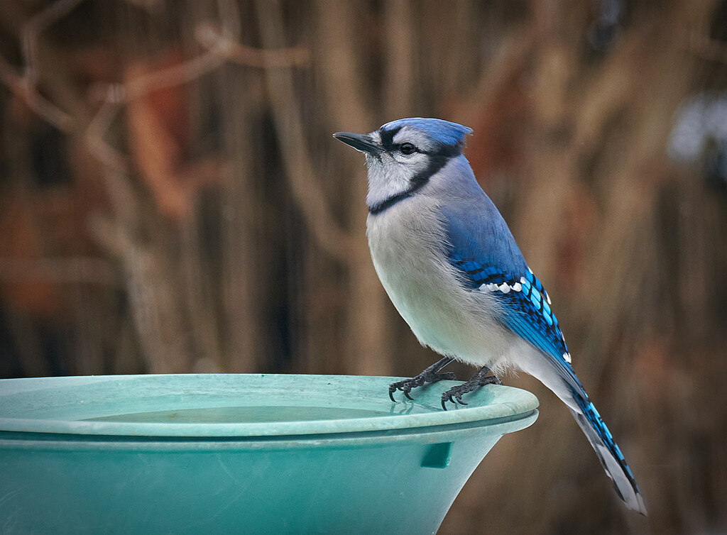 Bluejay in the Sun by gardencat
