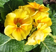 4th Feb 2011 - Sunshine flower