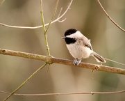 29th Jan 2025 - Carolina chickadee 
