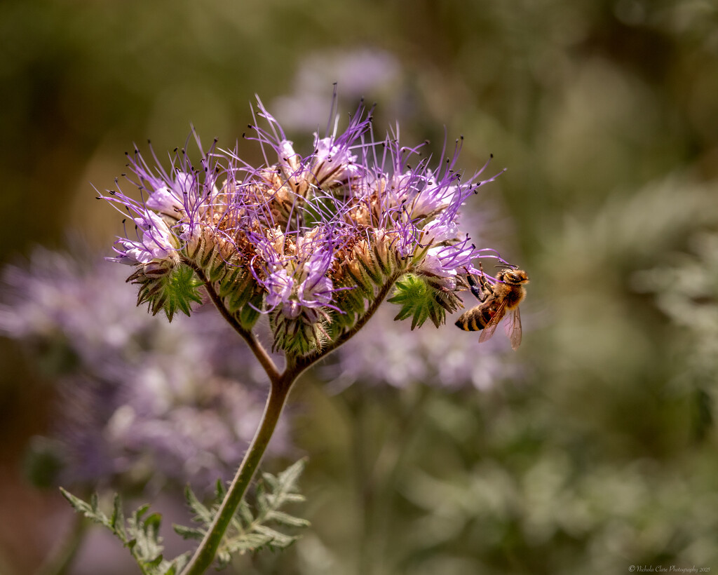 Bee on Fiddleneck by nickspicsnz