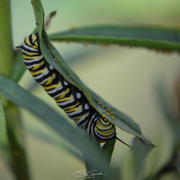1st Feb 2025 - Monarch caterpillar and some yellow aphids