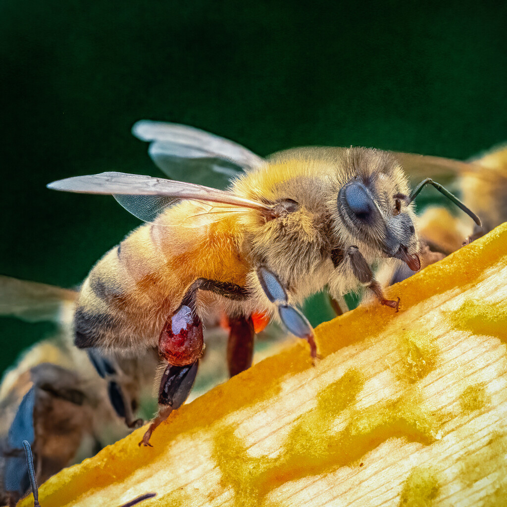 Propolis Courier by helenw2
