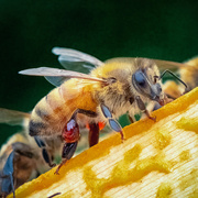 1st Feb 2025 - Propolis Courier