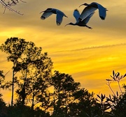 1st Feb 2025 - Serene sunset