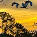 Serene sunset by congaree