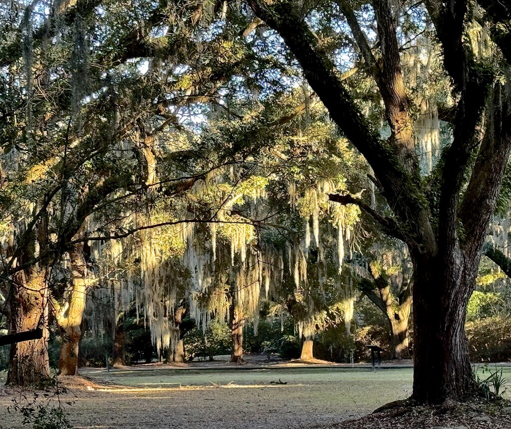 Shadows and light by congaree
