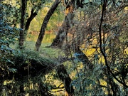 1st Feb 2025 - Woodland landscape