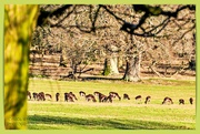 1st Feb 2025 - Fallow Deer,Althorp Estate