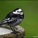 Willie wagtail today by rosiekind