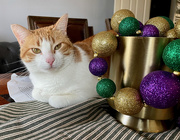 30th Jan 2025 - Mardi Gras cat