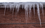 31st Jan 2025 - Winter's fangs