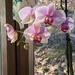 My Orchid is blooming  by julie