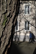 1st Feb 2025 - Tree and its shadow