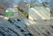 1st Feb 2025 - Frost