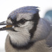 BlueJay and Peanut by berelaxed