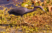 1st Feb 2025 - Little Blue Heron After a Snack!