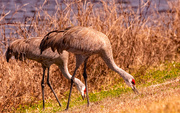 1st Feb 2025 - Sand Hill Cranes!