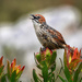A little bird chirping away by ludwigsdiana