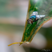 2nd Feb 2025 - The Fly