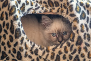 2nd Feb 2025 - Hidey Hole