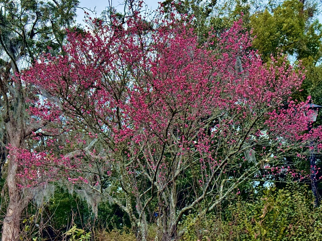 First sign of Spring here — redbud in bloom by congaree