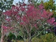 2nd Feb 2025 - First sign of Spring here — redbud in bloom