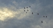 2nd Feb 2025 - Flight