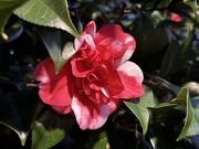 2nd Feb 2025 - Camellia
