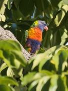 2nd Feb 2025 - Rainbow Lorikeet P2021020