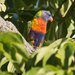 Rainbow Lorikeet P2021020 by merrelyn