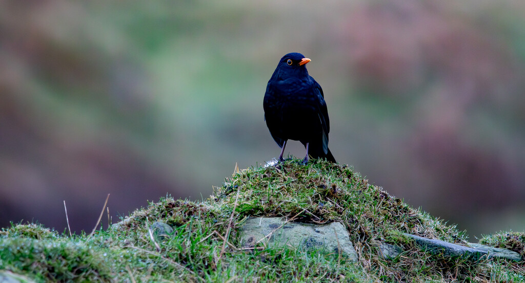Blackbird by lifeat60degrees
