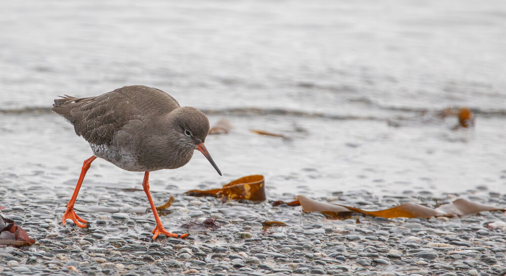 Redshank by lifeat60degrees