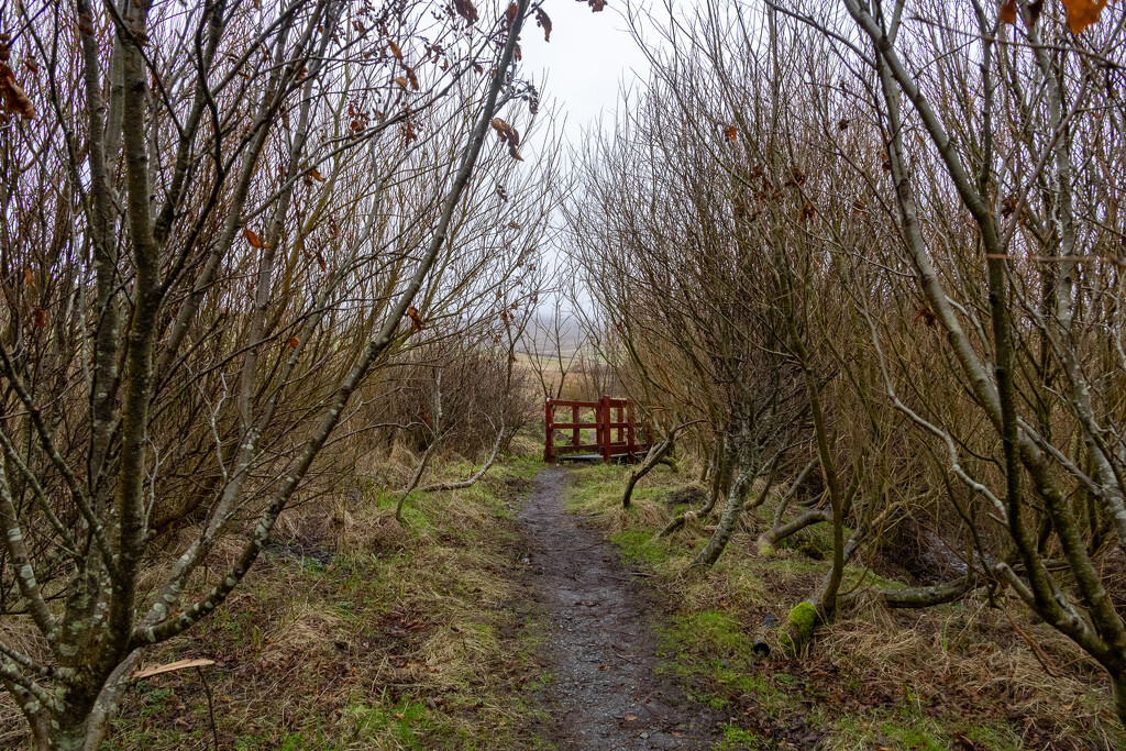 Drying Path by lifeat60degrees