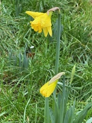 2nd Feb 2025 - Spring is on the Way