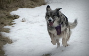 2nd Feb 2025 - houseguest likes snow