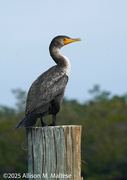1st Feb 2025 - Juvenile Cormorant