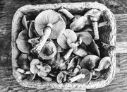 2nd Feb 2025 - Exotic mushrooms for brunch 