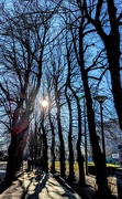 2nd Feb 2025 - Sun through the trees 