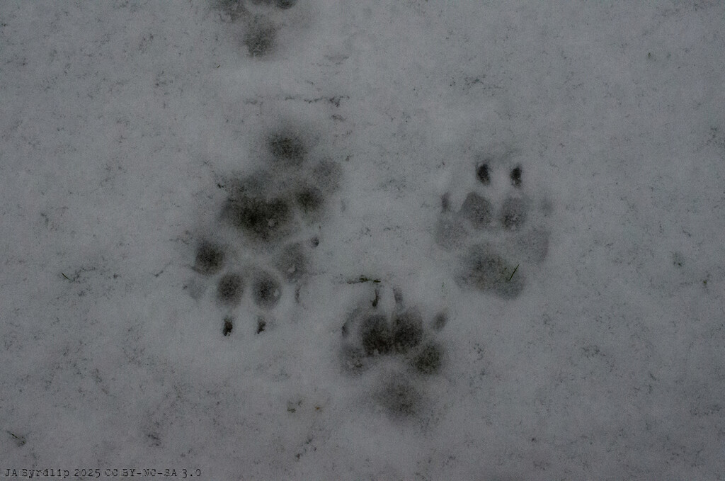 Wild Cocker Spaniel Tracks by byrdlip