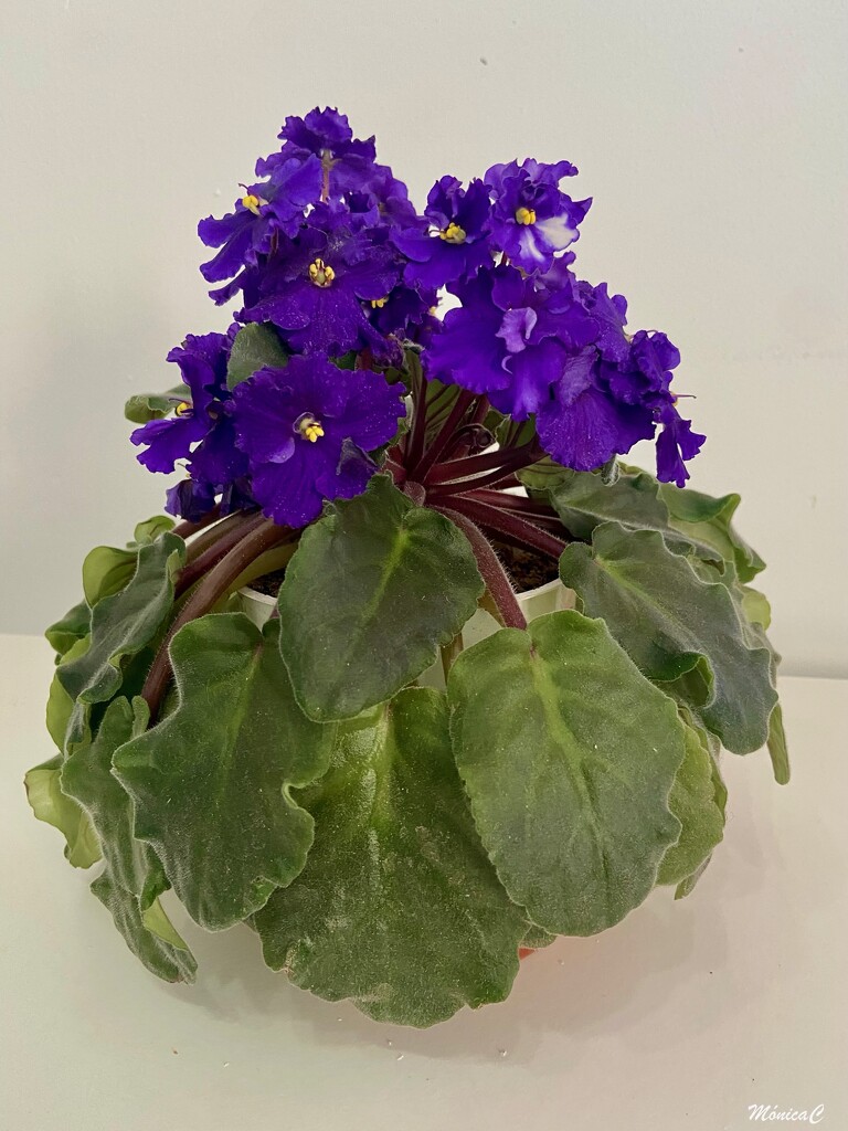 African violet by monicac
