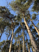 2nd Feb 2025 - Winter blue sky